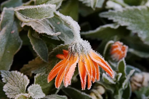 Как восстановить растения после заморозков