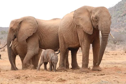 Так выглядит доверие: слониха привела дочь к людям, которые спасли ей жизнь