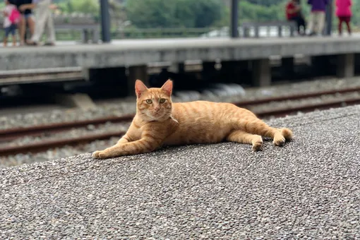 Чудом сохранил 9 жизней: кот оседлал скоростной поезд и задержал его на два часа