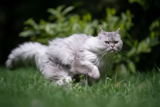 Лишний вес не мешает: как выглядит вероятно самая быстрая домашняя кошка в мире