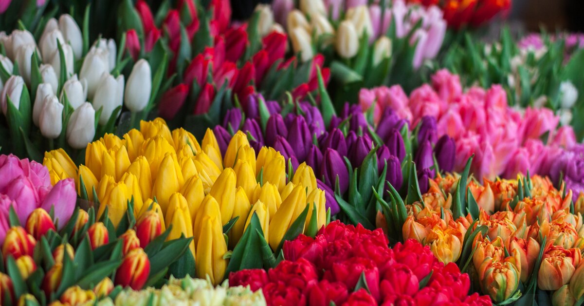 цветок девять букв. гортензия крупнолистная кэнди. цветок девять букв. нико блю крупнолистная гортензия. синие цветочки.