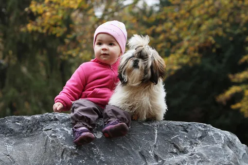 Породы собак, которые не подходят для семьи с ребёнком: название, описание, характер