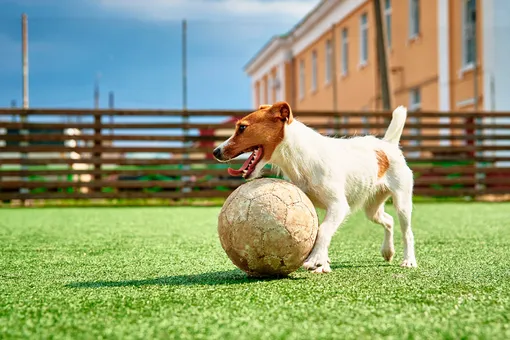 Как собаки видят мир и почему они любят футбол