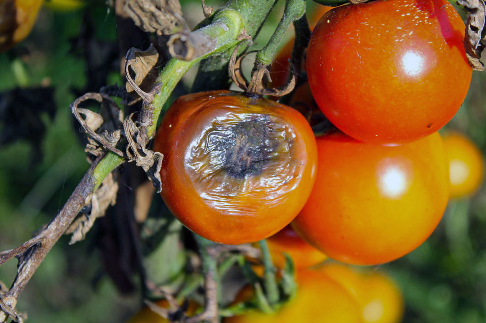 Самые опасные заболевания томатов