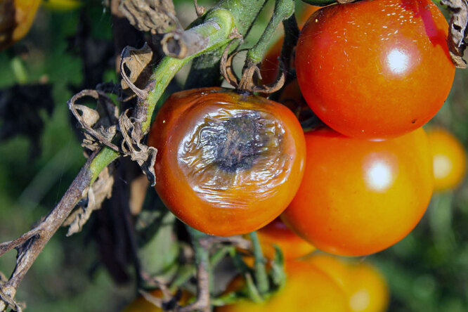 Когда больные томаты уже не спасти: 10 самых опасных болезней помидоров