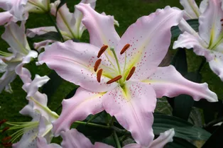 7 ароматных цветов для вашего сада: душистое наслаждение
