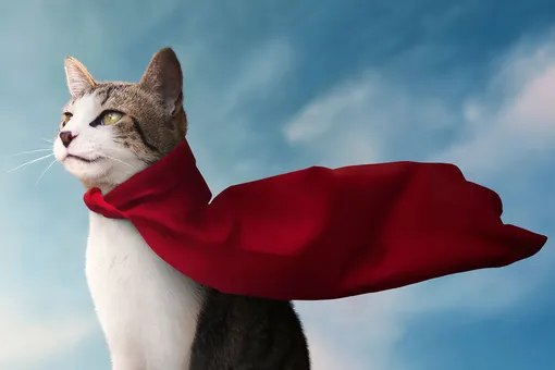 10 героических кошек, спасавших жизнь