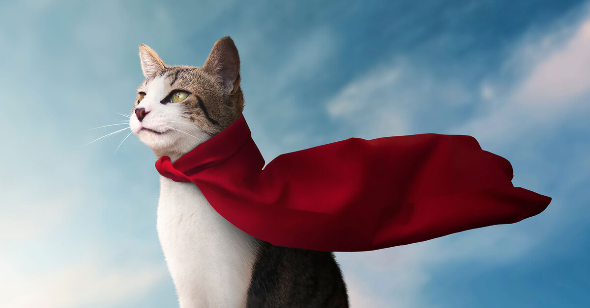 10 героических кошек, спасавших жизнь
