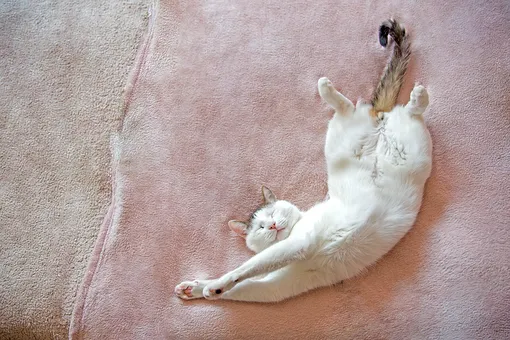 Лежит «батоном» или пузом вверх? 7 поз для сна у вашей кошки и что они значат