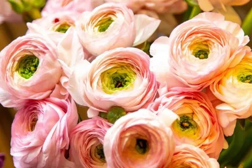 Не розами едиными: составлен список самых романтичных цветов ко Дню святого Валентина