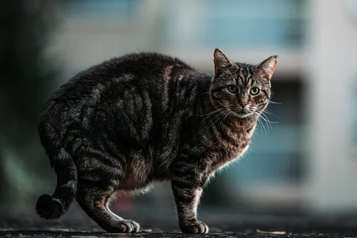 «Мой поклонник»: уличный кот помог журналистке вести репортаж и стал звездой