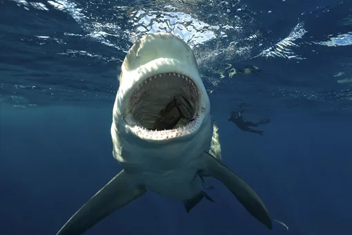 «Проплыла между нами»: очевидцы рассказали, как акула убила туристку
