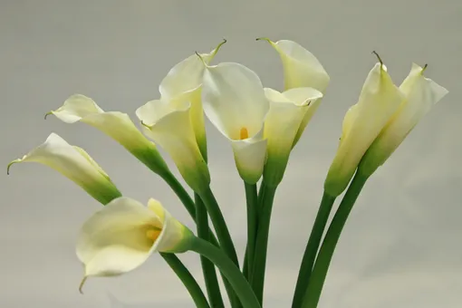 9c0e7b1039989f021f00927e546f7875_cropped_510x340