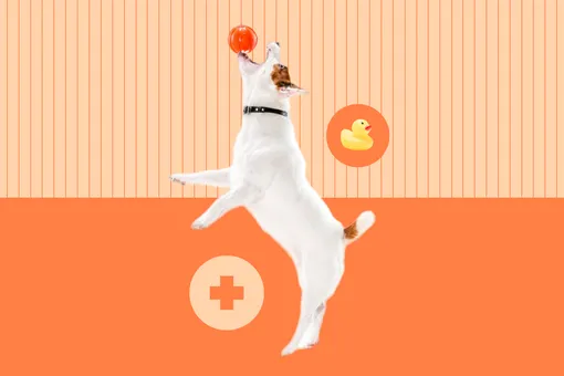 Что делать, если ваша собака проглотила мячик, носок, пакет или что-то ещё