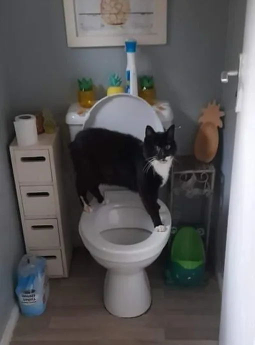 почему кошка ломится в туалет
