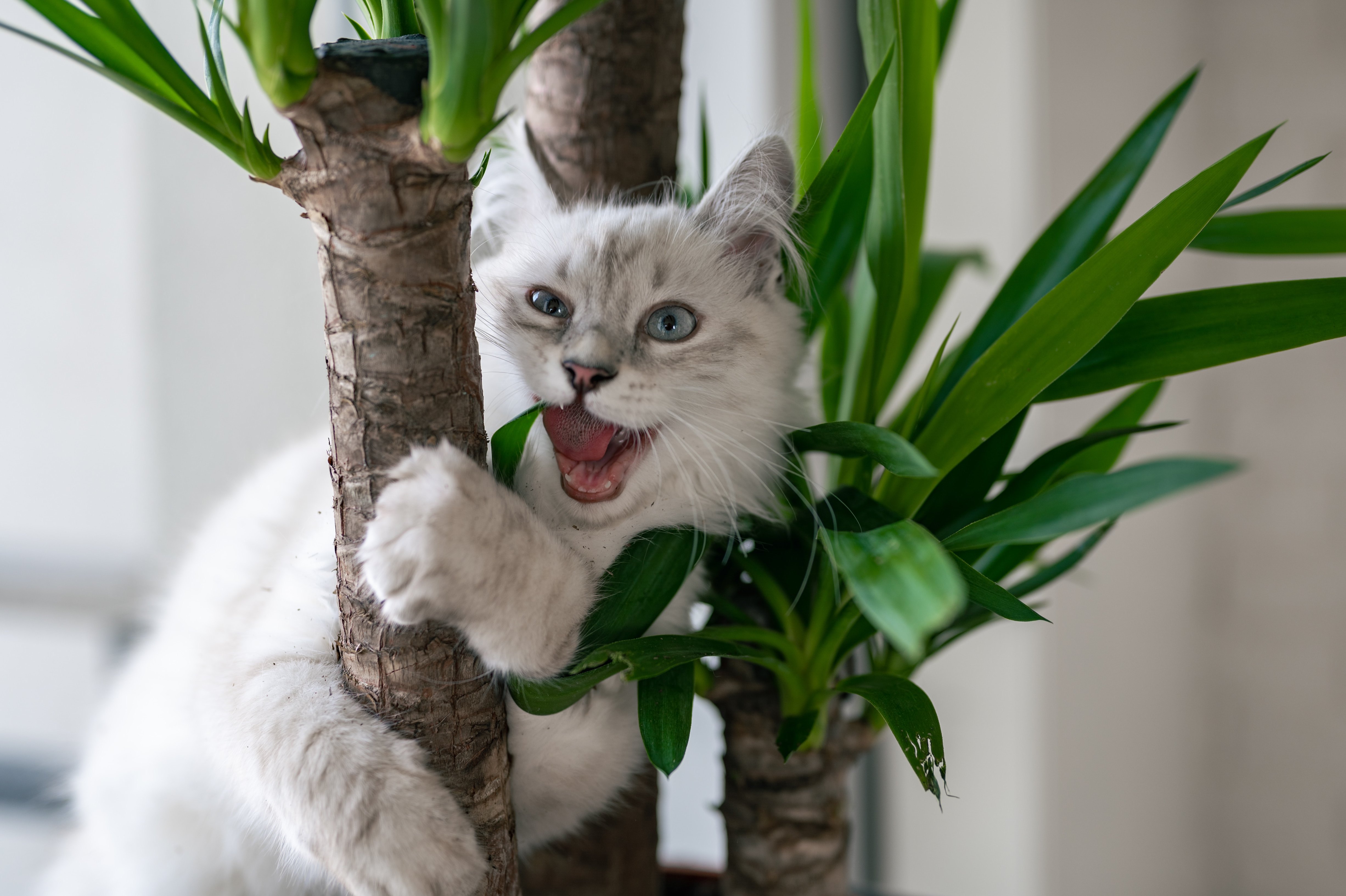 Как отучить кошку гадить в цветы в горшках и на клумбах, что делать, как  защитить цветы