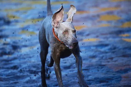 Как помыть собаку без воды и ванны: 3 способа, которые справляются с грязью на ура