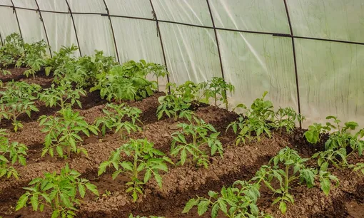 Схема высадки рассады томатов в теплицу