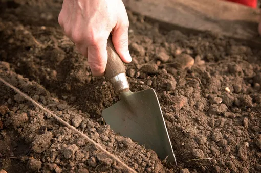 Подготовка почвы для посева дайкона