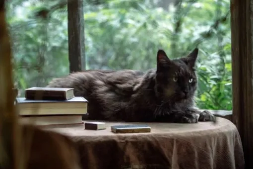 Выставочный мейн-кун Кеша дебютировал в кино в роли кота Бегемота