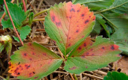 При обнаружении на листьях клубники явных симптомов ржавчины, без промедления приступайте к лечению