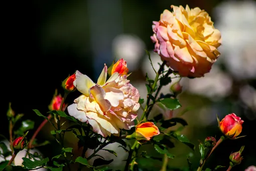 Розы символ любви в фэншуй