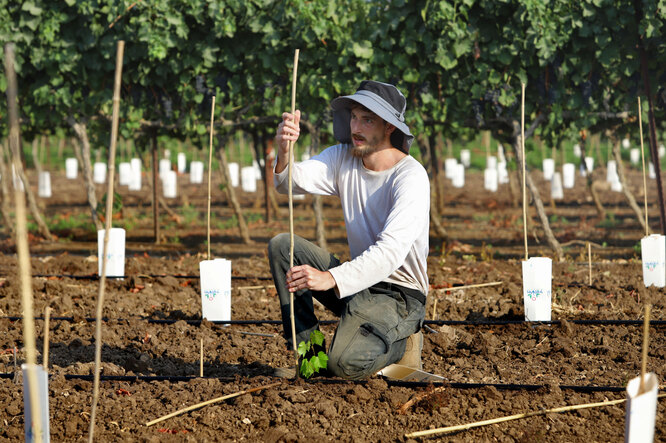 Как, где и когда сажать виноград: сроки, особенности посадки саженцами ичеренками