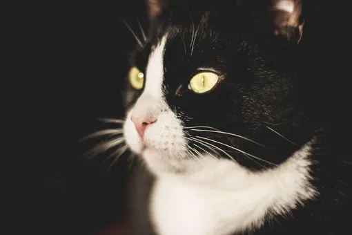 кошачьи глаза светятся в темноте
