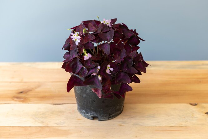 oxalis trojúhelníkový