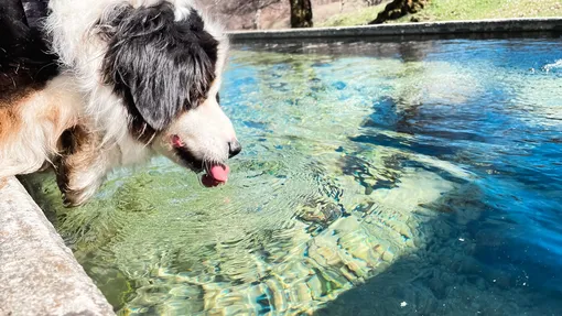 Собака пьет воду из бассейна