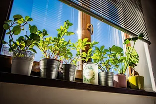 17 неприхотливых в уходе комнатных растений, которые точно выживут