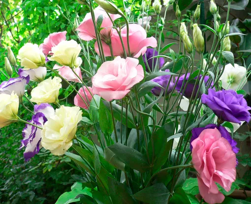 При январском посеве цветение эустомы можно ожидать в конце июня или в первой половине июля.