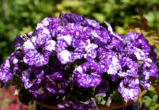 9d66b4ca1340429480214226d06eefea_cropped_510x352