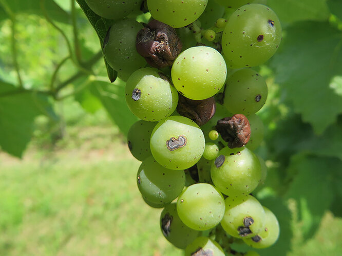 Антракноз винограда: меры борьбы и профилактика заболевания