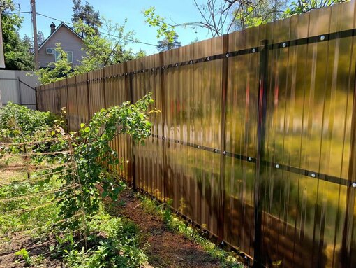 Бюджетные кумиы со стороны улицы от забора на даче