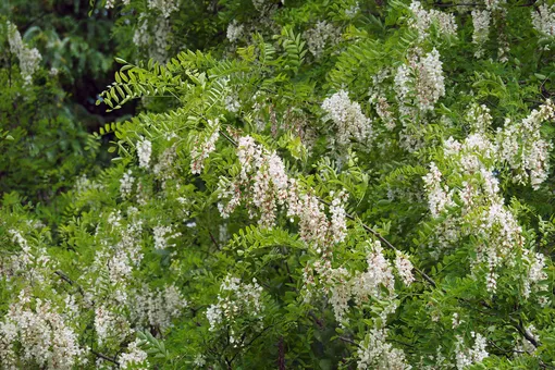 Белая акация считается одним из самых полезных фитонцидных растений