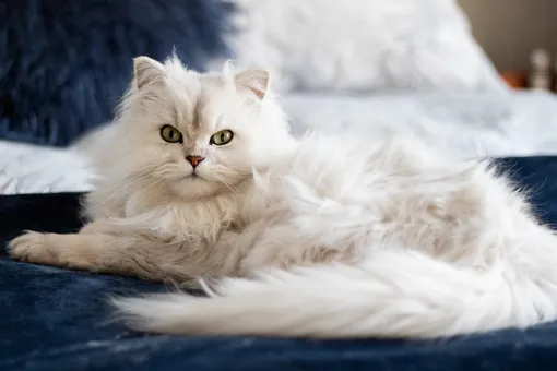 Персидская кошка: описание породы и характера, уход за кошкой