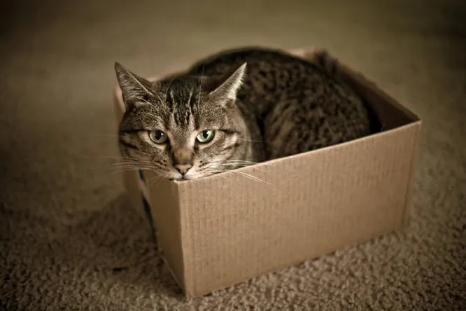 Так почему же кошки любят сидеть в коробках?