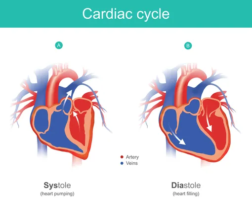 Схема, показывающая движение крови в течение всего сердечного цикла. Слева