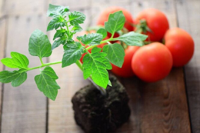 У якому віці можна висаджувати розсаду томатів?