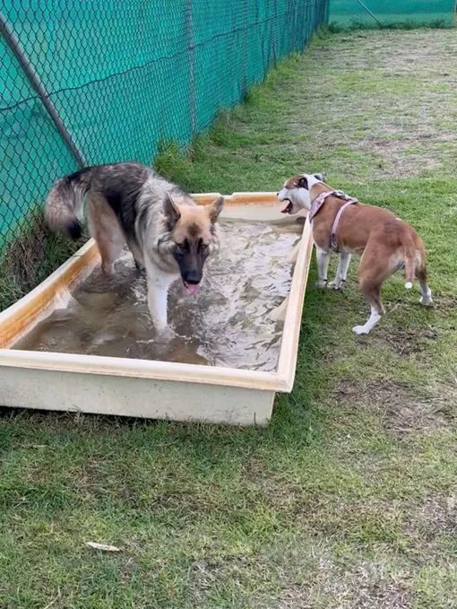 Чем занять собаку на даче фото собаки в ванне