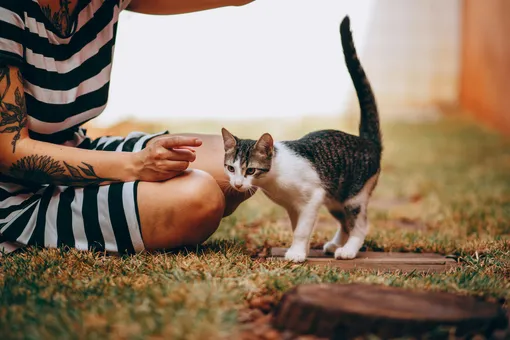 Зачем коты трутся о ваши ноги: что они хотят этим сказать