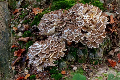 Грифола курчавая — съедобный древесный гриб