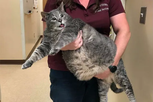 15-килограммовый кот нашел новую хозяйку
