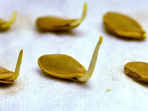 Подготовка семян тыквы перед посадкой: замачивание и дезинфекция