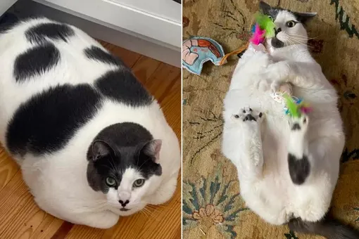 Новость о самом толстом коте быстро разошлась по соцсетям