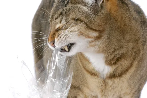 Кошачий пикацизм: почему кошки едят пакеты, одежду и прочее несъедобное?