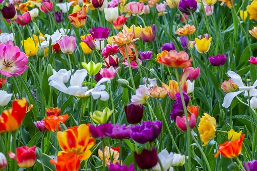 15 цветов, популярных весной