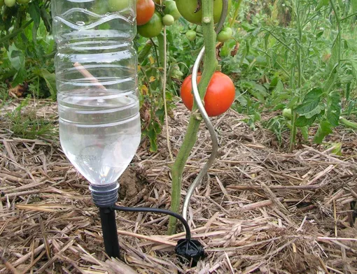 Преимущества использования пластиковых бутылок для полива томатов