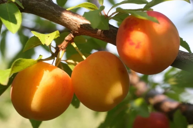 Алыча, фото с сайта магазина agro-market24